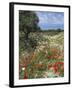 Spring Flowers, Akrotiri Peninsula, Chania Region, Crete, Greek Islands, Greece, Europe-Stuart Black-Framed Photographic Print