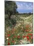 Spring Flowers, Akrotiri Peninsula, Chania Region, Crete, Greek Islands, Greece, Europe-Stuart Black-Mounted Photographic Print