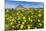 Spring Flowers and 659M Limestone Monte Cefano-Rob Francis-Mounted Photographic Print