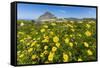 Spring Flowers and 659M Limestone Monte Cefano-Rob Francis-Framed Stretched Canvas