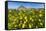Spring Flowers and 659M Limestone Monte Cefano-Rob Francis-Framed Stretched Canvas