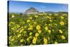 Spring Flowers and 659M Limestone Monte Cefano-Rob Francis-Stretched Canvas