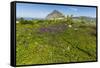 Spring Flowers and 659M Limestone Monte Cefano-Rob Francis-Framed Stretched Canvas