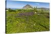 Spring Flowers and 659M Limestone Monte Cefano-Rob Francis-Stretched Canvas