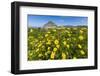 Spring Flowers and 659M Limestone Monte Cefano-Rob Francis-Framed Photographic Print