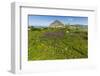 Spring Flowers and 659M Limestone Monte Cefano-Rob Francis-Framed Premium Photographic Print