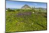 Spring Flowers and 659M Limestone Monte Cefano-Rob Francis-Mounted Premium Photographic Print