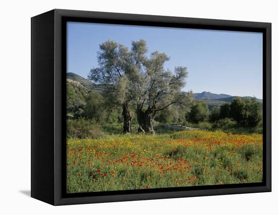 Spring Flowers and Olive Trees on Lower Troodos Slopes Near Arsos, Cyprus-Michael Short-Framed Stretched Canvas