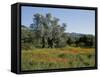 Spring Flowers and Olive Trees on Lower Troodos Slopes Near Arsos, Cyprus-Michael Short-Framed Stretched Canvas