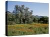 Spring Flowers and Olive Trees on Lower Troodos Slopes Near Arsos, Cyprus-Michael Short-Stretched Canvas