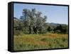 Spring Flowers and Olive Trees on Lower Troodos Slopes Near Arsos, Cyprus-Michael Short-Framed Stretched Canvas