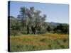 Spring Flowers and Olive Trees on Lower Troodos Slopes Near Arsos, Cyprus-Michael Short-Stretched Canvas