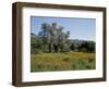 Spring Flowers and Olive Trees on Lower Troodos Slopes Near Arsos, Cyprus-Michael Short-Framed Photographic Print