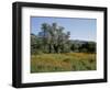 Spring Flowers and Olive Trees on Lower Troodos Slopes Near Arsos, Cyprus-Michael Short-Framed Photographic Print