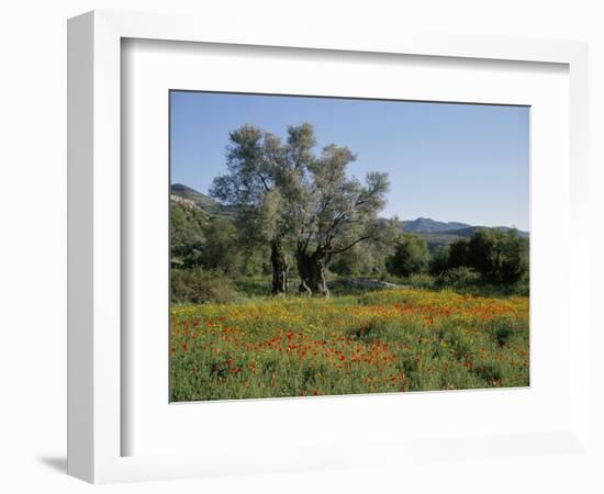 Spring Flowers and Olive Trees on Lower Troodos Slopes Near Arsos, Cyprus-Michael Short-Framed Photographic Print