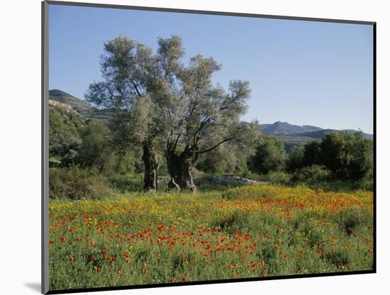 Spring Flowers and Olive Trees on Lower Troodos Slopes Near Arsos, Cyprus-Michael Short-Mounted Photographic Print