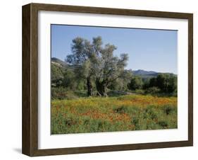 Spring Flowers and Olive Trees on Lower Troodos Slopes Near Arsos, Cyprus-Michael Short-Framed Photographic Print