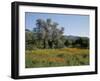 Spring Flowers and Olive Trees on Lower Troodos Slopes Near Arsos, Cyprus-Michael Short-Framed Photographic Print