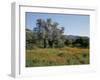 Spring Flowers and Olive Trees on Lower Troodos Slopes Near Arsos, Cyprus-Michael Short-Framed Photographic Print