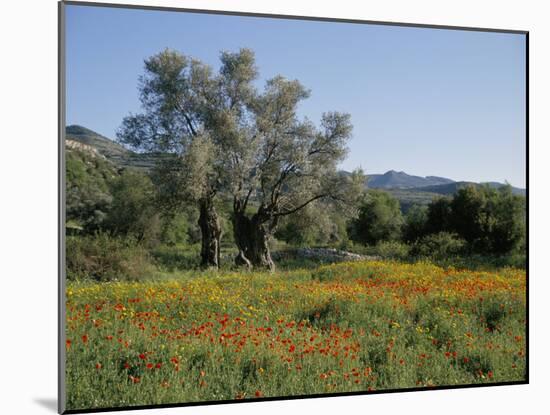 Spring Flowers and Olive Trees on Lower Troodos Slopes Near Arsos, Cyprus-Michael Short-Mounted Photographic Print
