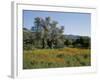 Spring Flowers and Olive Trees on Lower Troodos Slopes Near Arsos, Cyprus-Michael Short-Framed Photographic Print