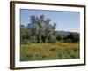 Spring Flowers and Olive Trees on Lower Troodos Slopes Near Arsos, Cyprus-Michael Short-Framed Photographic Print