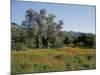 Spring Flowers and Olive Trees on Lower Troodos Slopes Near Arsos, Cyprus-Michael Short-Mounted Photographic Print