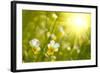 Spring Flowers Background-silver-john-Framed Photographic Print