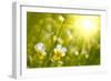 Spring Flowers Background-silver-john-Framed Photographic Print