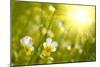 Spring Flowers Background-silver-john-Mounted Photographic Print