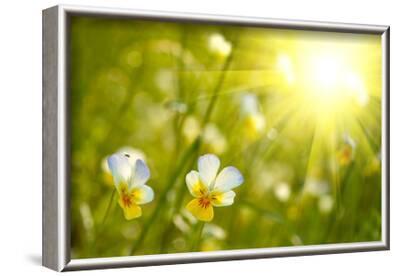'Spring Flowers Background' Photographic Print - silver-john ...