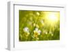 Spring Flowers Background-silver-john-Framed Photographic Print