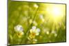 Spring Flowers Background-silver-john-Mounted Photographic Print