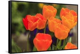 Spring flowers, Butchart Gardens, Saanich Peninsula, Victoria, British Columbia, Canada-Stuart Westmorland-Framed Stretched Canvas