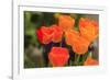 Spring flowers, Butchart Gardens, Saanich Peninsula, Victoria, British Columbia, Canada-Stuart Westmorland-Framed Photographic Print