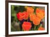 Spring flowers, Butchart Gardens, Saanich Peninsula, Victoria, British Columbia, Canada-Stuart Westmorland-Framed Photographic Print