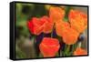 Spring flowers, Butchart Gardens, Saanich Peninsula, Victoria, British Columbia, Canada-Stuart Westmorland-Framed Stretched Canvas