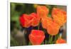 Spring flowers, Butchart Gardens, Saanich Peninsula, Victoria, British Columbia, Canada-Stuart Westmorland-Framed Photographic Print