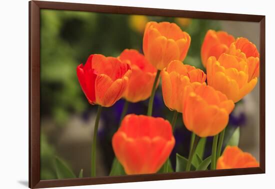 Spring flowers, Butchart Gardens, Saanich Peninsula, Victoria, British Columbia, Canada-Stuart Westmorland-Framed Photographic Print