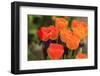 Spring flowers, Butchart Gardens, Saanich Peninsula, Victoria, British Columbia, Canada-Stuart Westmorland-Framed Photographic Print