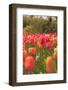 Spring flowers, Butchart Gardens, Saanich Peninsula, Victoria, British Columbia, Canada-Stuart Westmorland-Framed Photographic Print