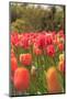 Spring flowers, Butchart Gardens, Saanich Peninsula, Victoria, British Columbia, Canada-Stuart Westmorland-Mounted Photographic Print