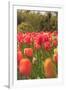 Spring flowers, Butchart Gardens, Saanich Peninsula, Victoria, British Columbia, Canada-Stuart Westmorland-Framed Photographic Print