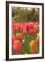 Spring flowers, Butchart Gardens, Saanich Peninsula, Victoria, British Columbia, Canada-Stuart Westmorland-Framed Photographic Print