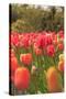 Spring flowers, Butchart Gardens, Saanich Peninsula, Victoria, British Columbia, Canada-Stuart Westmorland-Stretched Canvas