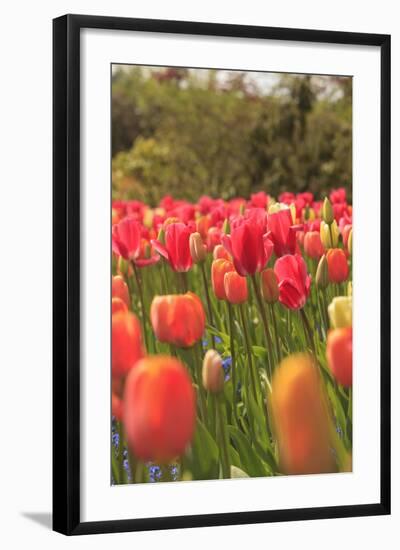 Spring flowers, Butchart Gardens, Saanich Peninsula, Victoria, British Columbia, Canada-Stuart Westmorland-Framed Photographic Print