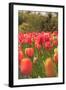 Spring flowers, Butchart Gardens, Saanich Peninsula, Victoria, British Columbia, Canada-Stuart Westmorland-Framed Photographic Print