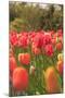 Spring flowers, Butchart Gardens, Saanich Peninsula, Victoria, British Columbia, Canada-Stuart Westmorland-Mounted Photographic Print
