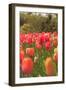 Spring flowers, Butchart Gardens, Saanich Peninsula, Victoria, British Columbia, Canada-Stuart Westmorland-Framed Photographic Print