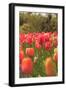 Spring flowers, Butchart Gardens, Saanich Peninsula, Victoria, British Columbia, Canada-Stuart Westmorland-Framed Photographic Print